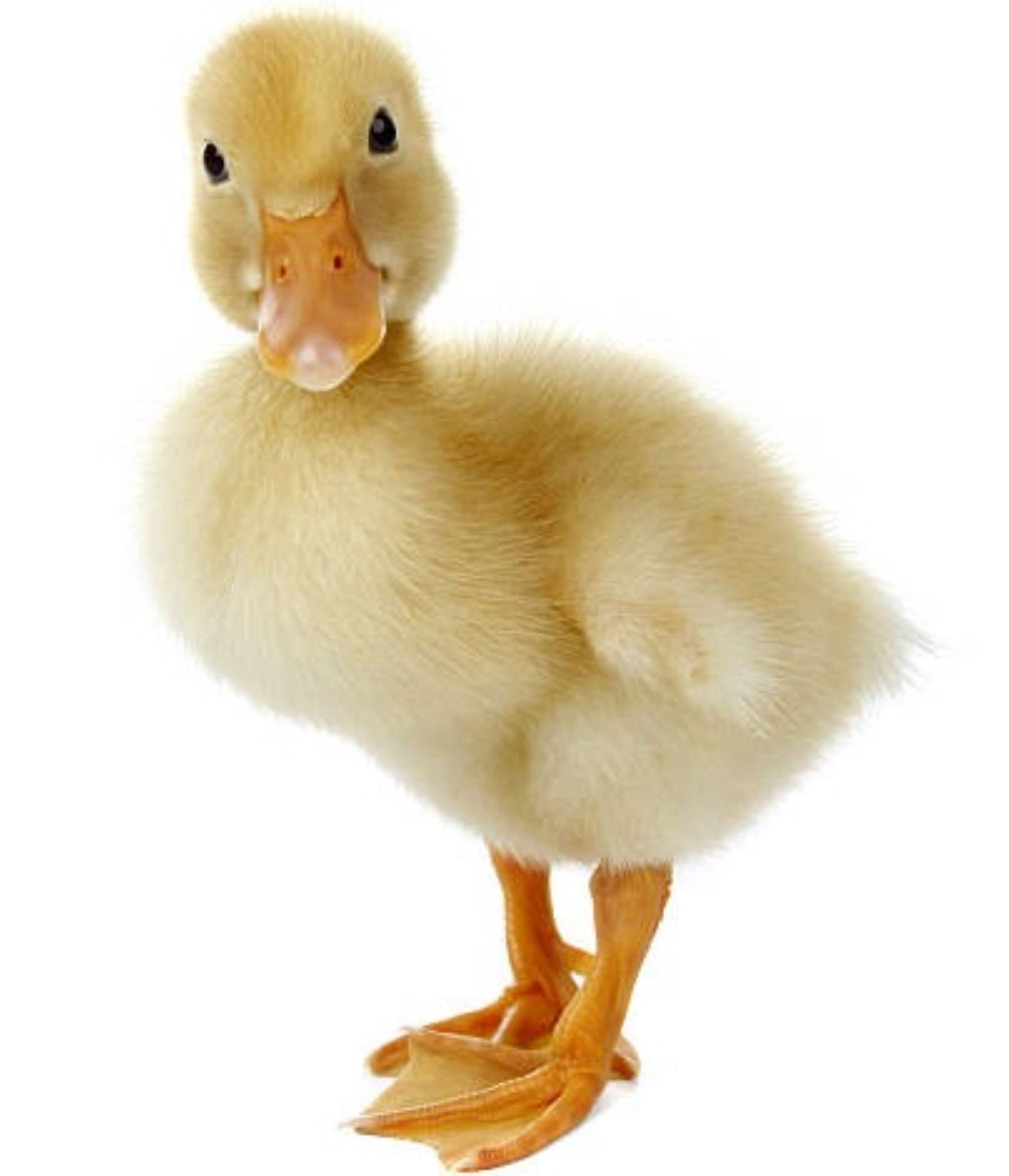 Pekin Ducks for Sale