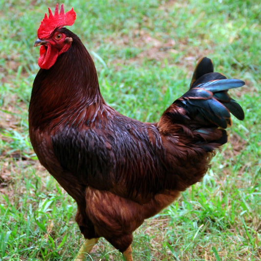 Rhode Island Red