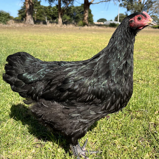 Australorp Chickens Black