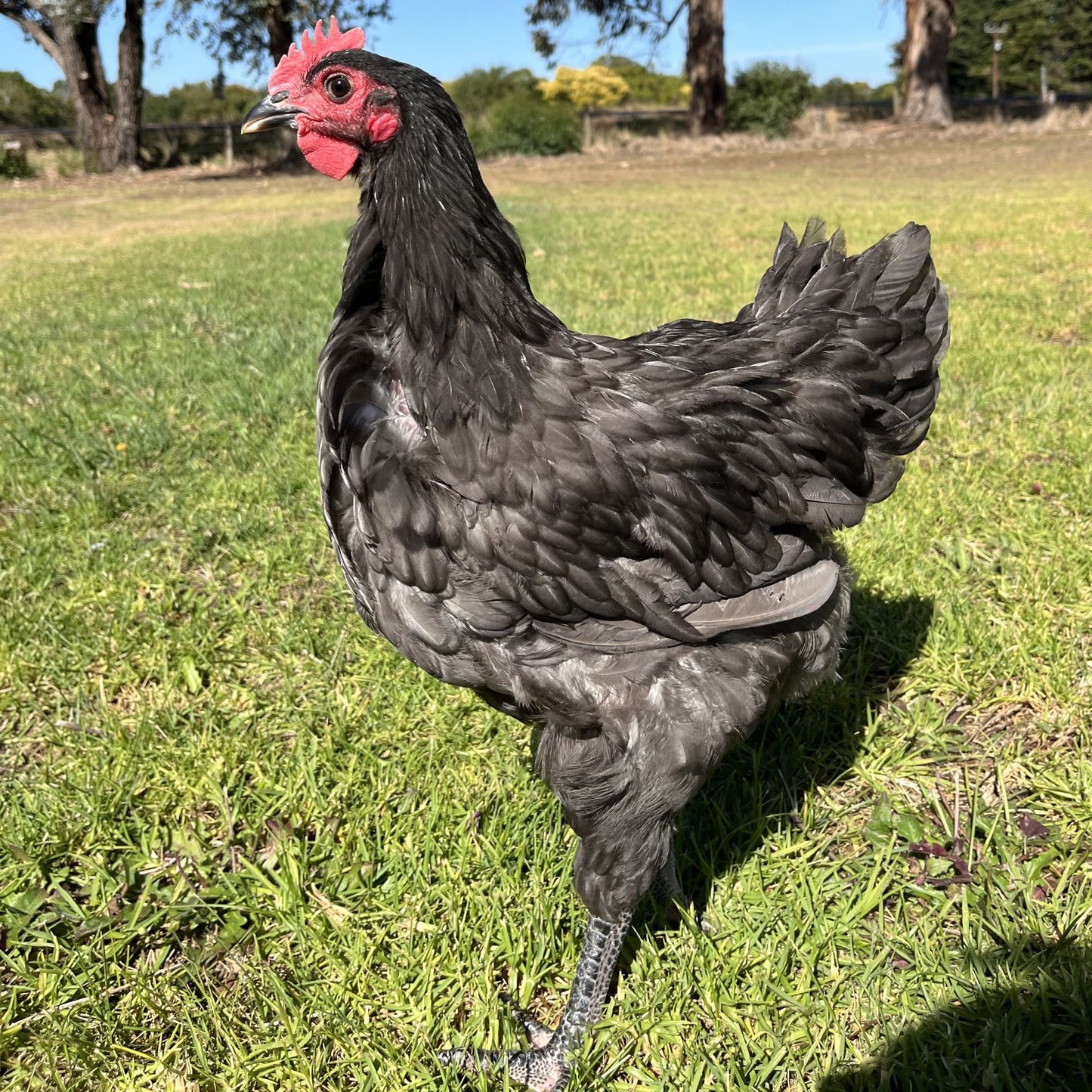 Australorp Chickens Blue