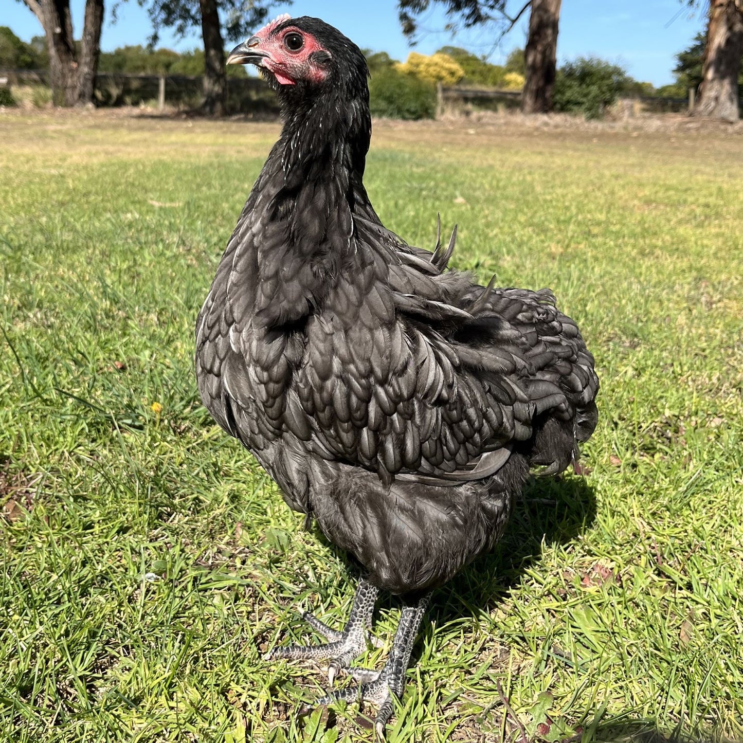 Australorp Chickens Blue