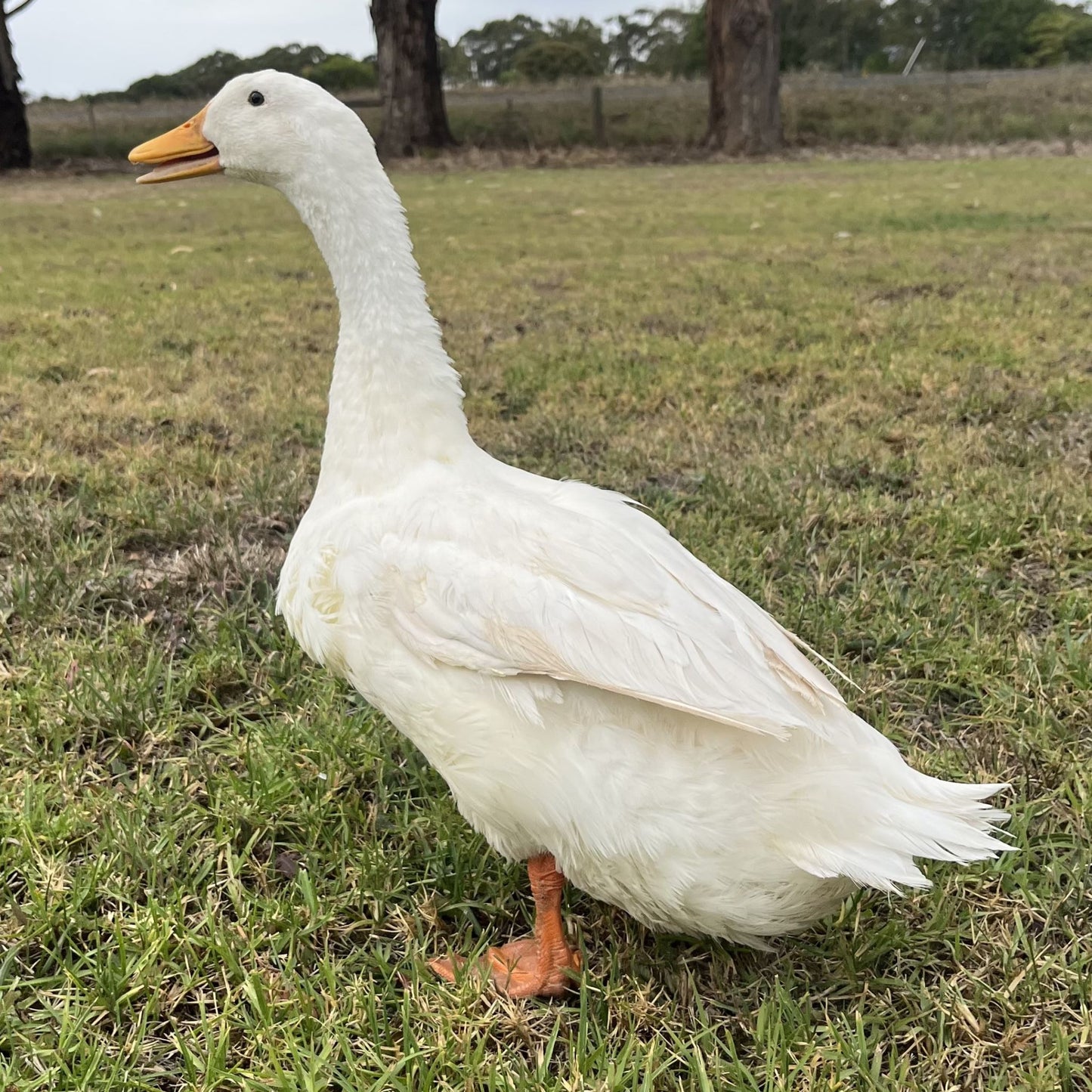 Pekin Ducks for Sale