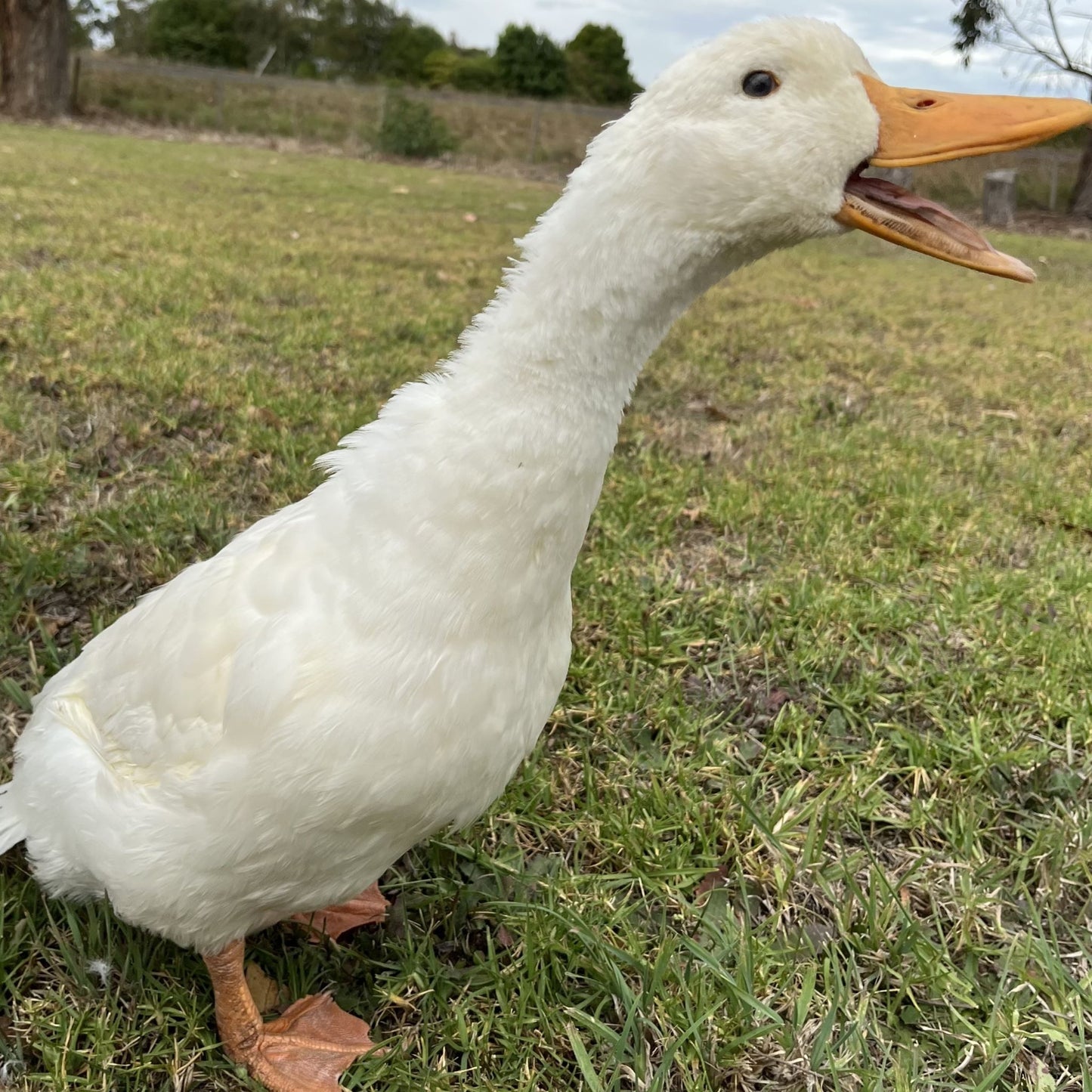 Pekin Ducks for Sale