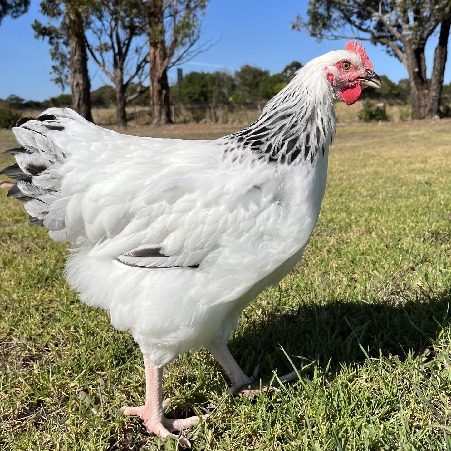 Light Sussex Chickens