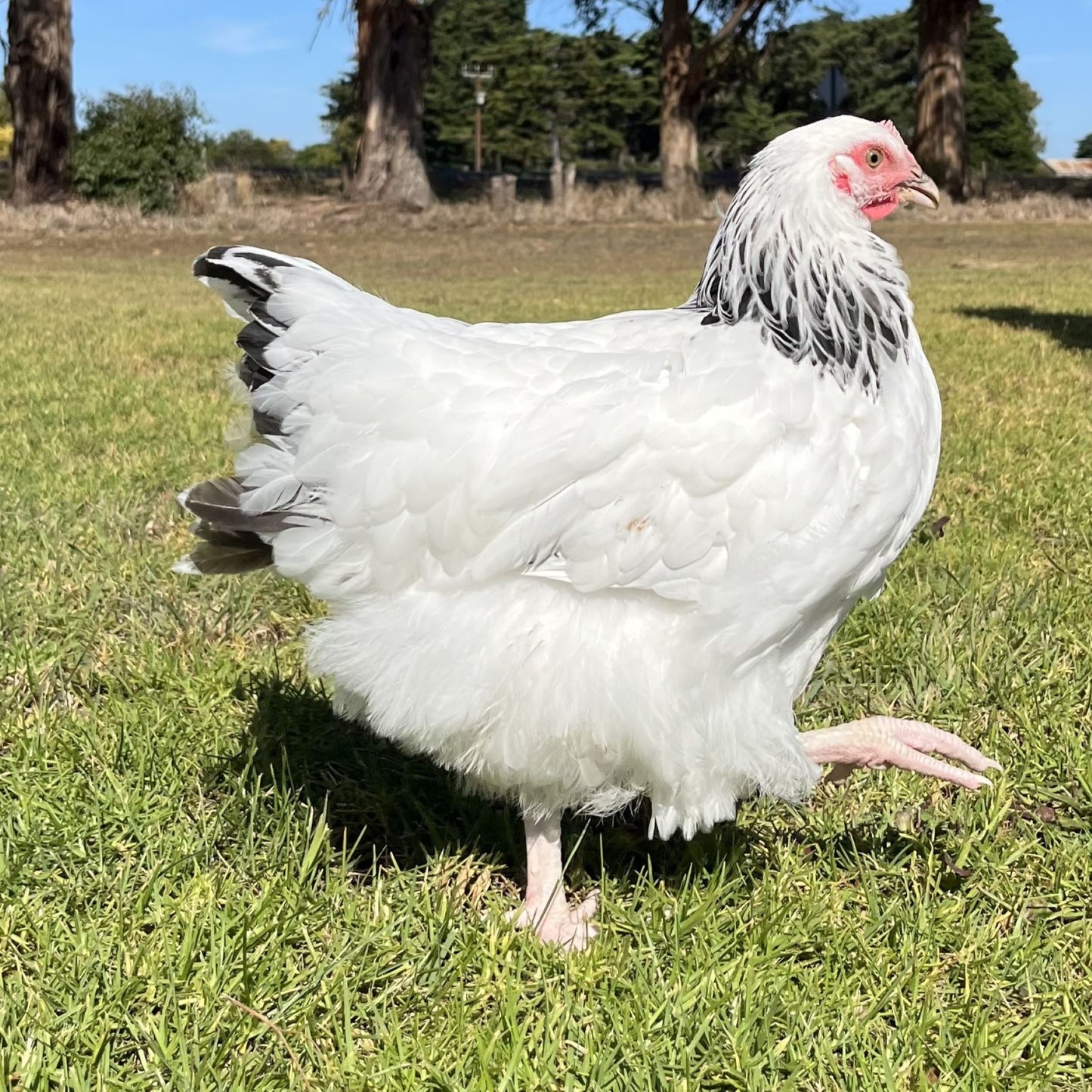 Light Sussex Chickens