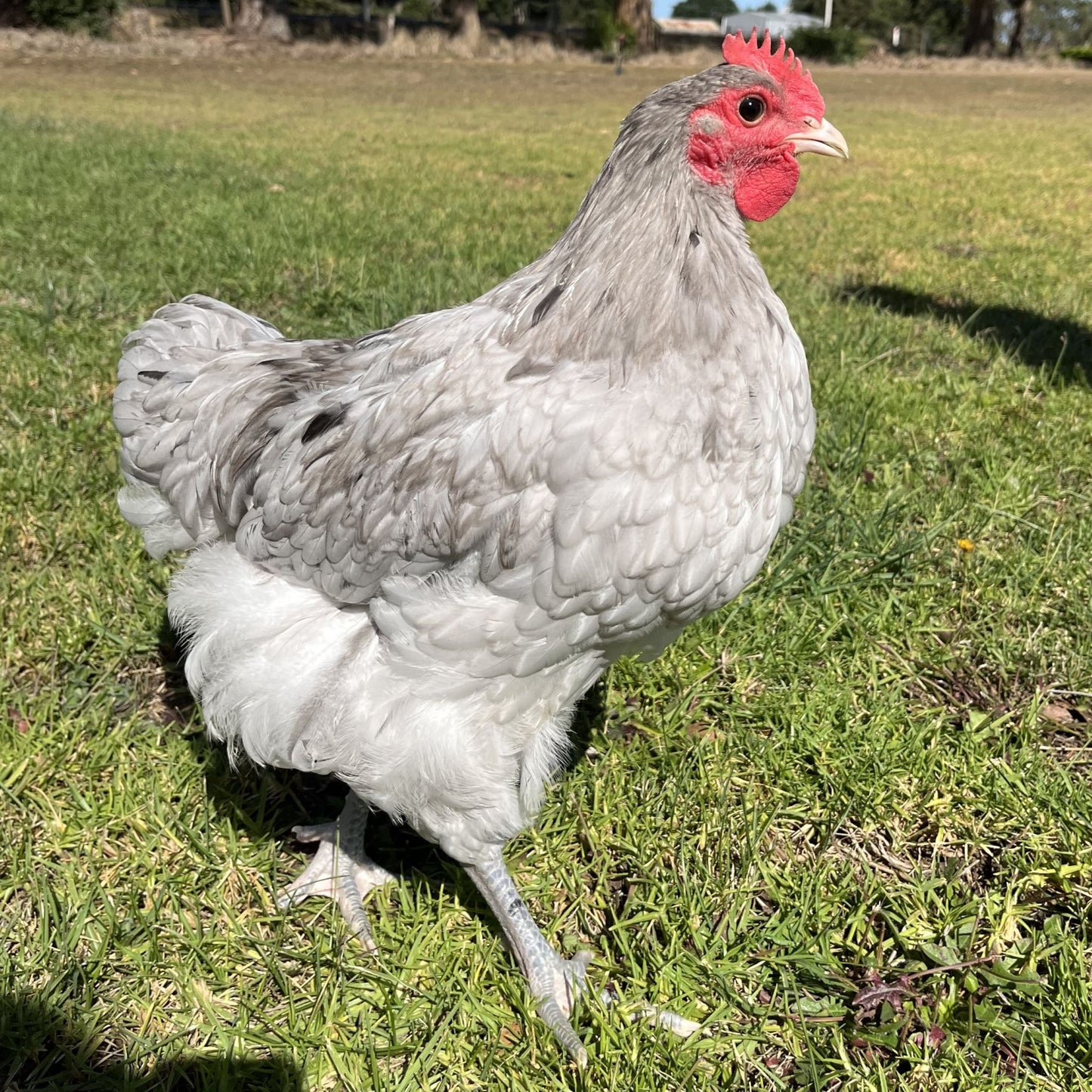 Australorp Chickens Splash