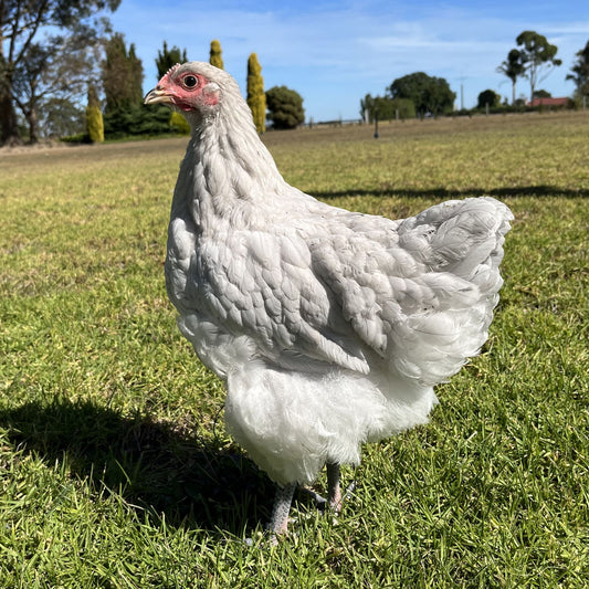 Australorp Chickens Splash